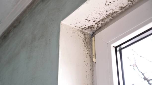Best Industrial Mold Remediation in Williamsport, PA